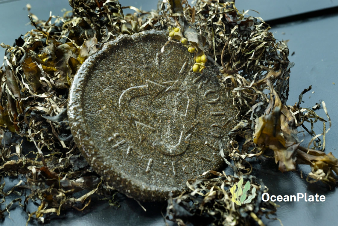 OceanPlate prototype surrounded by seaweed